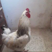 خروس ۲رگه برهما