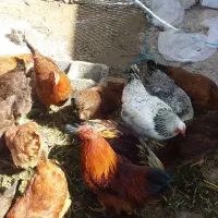 مرغ تخم گذار گلپایگان و گلین|حیوانات مزرعه|کرج, شهرک سهرابیه|دیوار