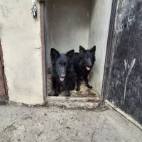 بک جفت ژرمن بلک گینگ گریدa