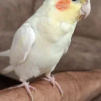 عروس هلندی.نژاد لوتینو.نر جوان.سخنگو کاملا دستی