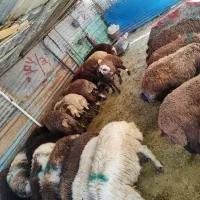 همراه با قصاب مجرب