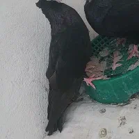 صرب|پرنده|تهران, جیحون|دیوار