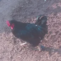 خروس محلی چاق و سیاه