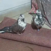 باسلام یک جفت نروماده طرونی به فروش میرسد