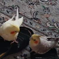 عروس هلندی خاص و جذاب|پرنده|تهران, هفت حوض|دیوار