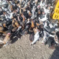 جوجه مرغ وخروس اصل گلین|حیوانات مزرعه|سیرجان, |دیوار