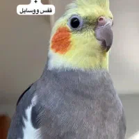 عروس هلندی
