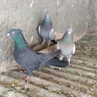 کبوتر اصفهانی