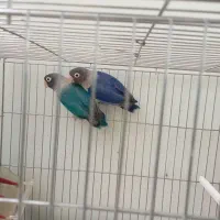 پرنده
