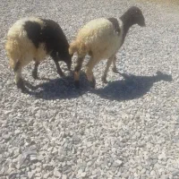 بره نر و ماده