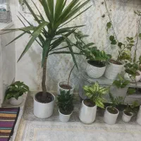 گل و گیاه