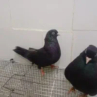 کبوتر زاغ آبادانی