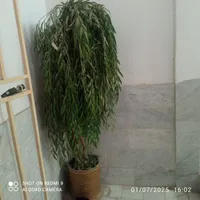 درختچه مصنوعی