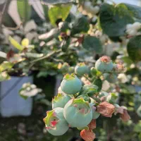 نهال بلوبری