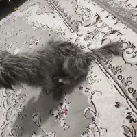 سگ خونگی|سگ|شهرضا, |دیوار