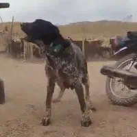 لاس قدرجونی اصیل گله ای آدمی توله بده به ضمانت