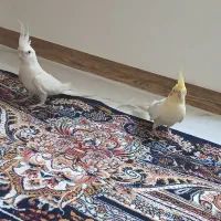 عروس هلندی مولد زیبا|پرنده|سقز, |دیوار