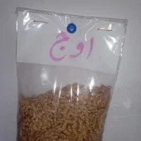 گندم حنطا بذری اوج بوجاری شده|گل و گیاه طبیعی|سوسنگرد, |دیوار