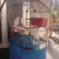 یک جفت مرغ عشق باتخم