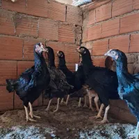 مرغ لاری|حیوانات مزرعه|مینودشت, |دیوار