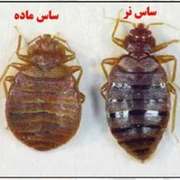 سمپاشی ساس موریانه|خدمات نظافت|اهواز, گلستان|دیوار
