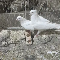 باسلام فروش کبوتر سفید و کله سرخ۵۰۰تومان