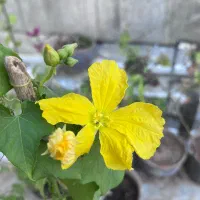 گل وگیاه  یاس آبی ،زرد وسفیدخوشبو