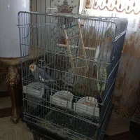 عروس هلندی نر وماده|پرنده|سرپل ذهاب, |دیوار