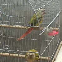 جفت طوطی گرینچیک مولد