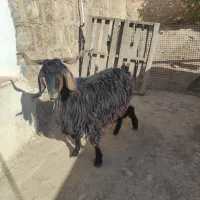 بز و بزغاله|حیوانات مزرعه|ایوان, |دیوار