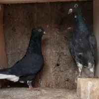 زاغ دم سفید