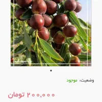 عناب