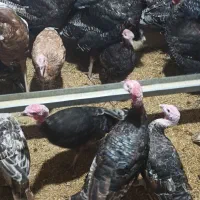 بوقلمون ۷ ماهه برنز