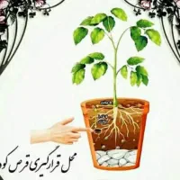 قرص کود 120 عددی کاملاً ارگانیک و اصل|گل و گیاه طبیعی|تهران, استخر|دیوار