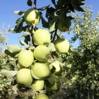 فروش باغ 4500متر سنددار (اهر روستای دیزبین)