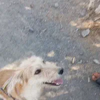 فروش سگ پاکوتاه