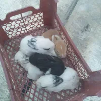 فروش خرگوش|موش و خرگوش|پاکدشت, شهرک انقلاب|دیوار