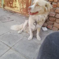 سگ پا کوتاه نر، ماده|سگ|سربیشه, |دیوار