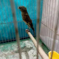 سهره قناری چهارگل جفتی قناری مستخون|پرنده|مشهد, حضرت حجت|دیوار