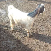 بز غاله دورگ پاکستانی|حیوانات مزرعه|رامند, |دیوار