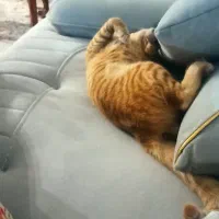 واگذاری گربه نارنجی|گربه|ساری, |دیوار