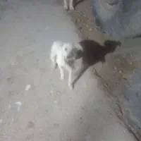 سگ پا کوتاه