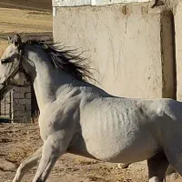 فروش اسب نریان کرد 5 سال|اسب و تجهیزات اسب‌سواری|تکاب, |دیوار