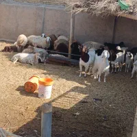 گوسفند ۱۰تا ماده (میش)۱۰تا نر همه سالم