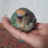 طوطی برزیلی سرلاکی