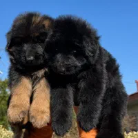 توله ژرمن موبلند نر و ماده بلک و دورنگ