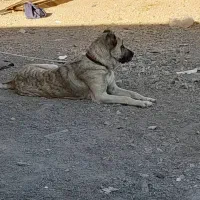 حیوان سورابی|سگ|شهر بابک, |دیوار