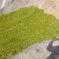 ذرت علوفه ای