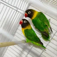 کوتوله برزیلی مولد رنگ خاص