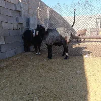 فروش بره قوچ